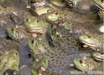 天津牛蛙养殖