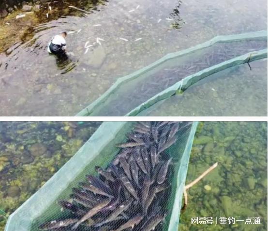 你敢相信吗 草鱼在溪水中泡2个月,价格涨3 4倍,人们却争相购买
