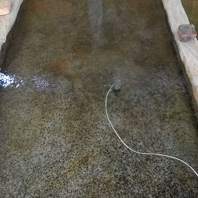 德阳牛蛙苗养殖风险-海商网,畜产和动物副产品产品库