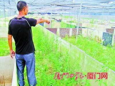 30亩香葱一夜根烂叶黄 农户怀疑是周边工厂排污所致_台海网