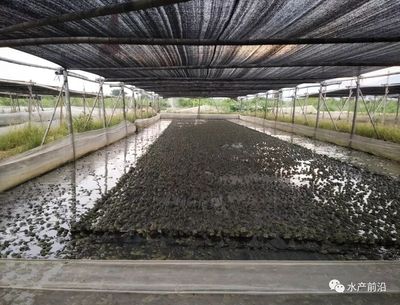 赚翻天了!从2-3元/斤飙升最高16元/斤!但患了这种病的牛蛙将大量暴毙,损失惨重
