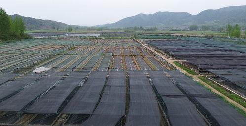 南漳 天气回暖 水产养殖迎来生产旺季