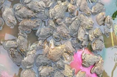 巧用富鱼康养殖网红品种,最快缩短20天出蛙抢占价格制高点