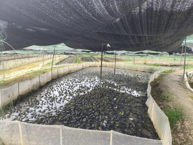 300万只牛蛙,给这条村带来年产值约300万元收入!来看贵州黄平如何发展生态牛蛙养殖基地