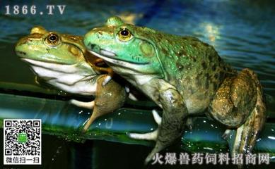 牛蛙的养殖周期