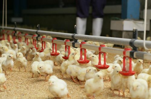 超市里的 冻鸡翅 能吃吗 为啥这么便宜 其实是有 猫腻 的