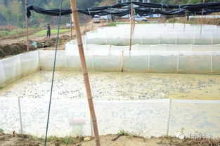 福建大田县全面禁止牛蛙养殖
