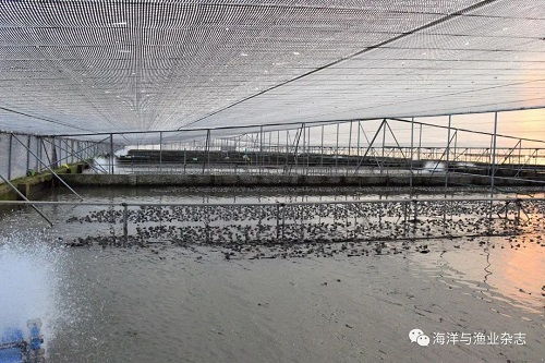 行业观察 牛蛙养殖向山区突围,向健康养殖转型