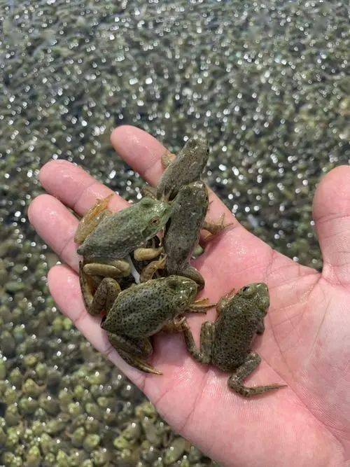 你需要知道的,牛蛙养殖的六个关键技术环节