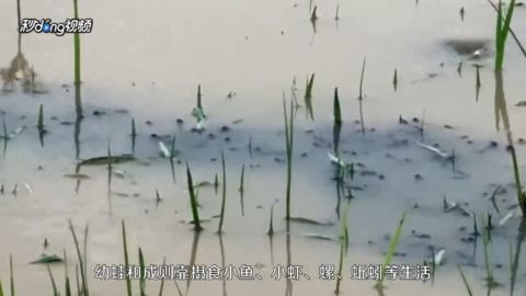 牛蛙怎么养殖