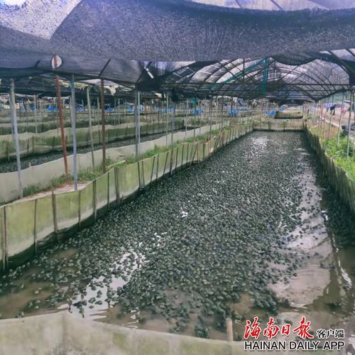 环保督察整改见成效系列报道丨琼中积极推动吊罗山乡大洋田牛蛙养殖问题整改