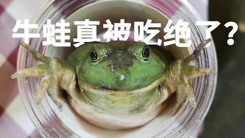 餐桌上的入侵物种,牛蛙被吃到人工养殖?