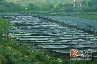 冷水滩 集体养牛蛙 脱贫 顶呱呱