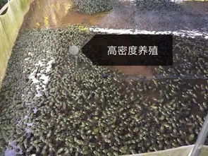 石城县检察院开展牛蛙养殖污染公益诉讼专项活动助力污染防治攻坚战