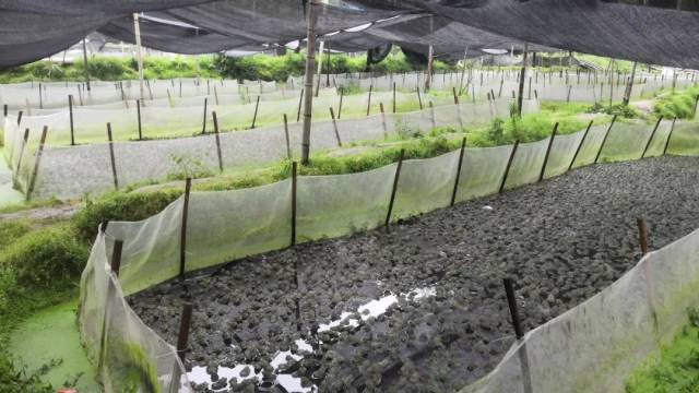 养蛙人被逼入绝境?又有11家牛蛙养殖场被禁养!广东、江西、福建多地相继发布文件禁养牛蛙,症结何在?