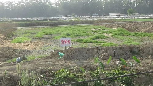 澄海某镇91家牛蛙养殖场被抽检 责令停止养殖并拆除搭设物4家 还有...