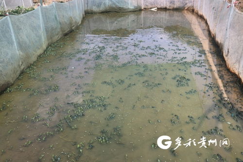 多彩贵州网 兴仁市发展牛蛙养殖 做活 水 文章