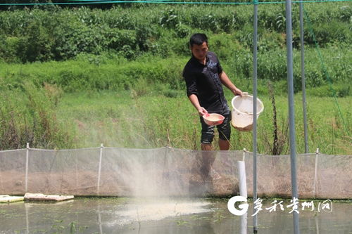 多彩贵州网 兴仁市发展牛蛙养殖 做活 水 文章