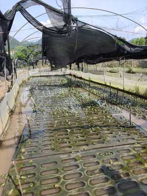永福县依法开展水产养殖安全监测
