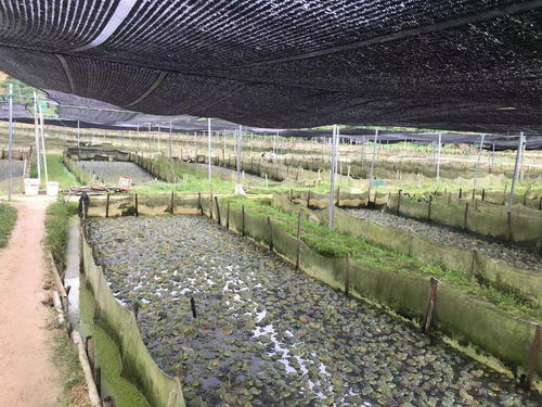 养牛蛙尾水乱排或重罚100万元 专家 牛蛙不是外来入侵物种,一刀切拆牛蛙不妥