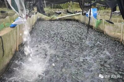 重拳出击!中山镇开展牛蛙养殖污染整治行动~