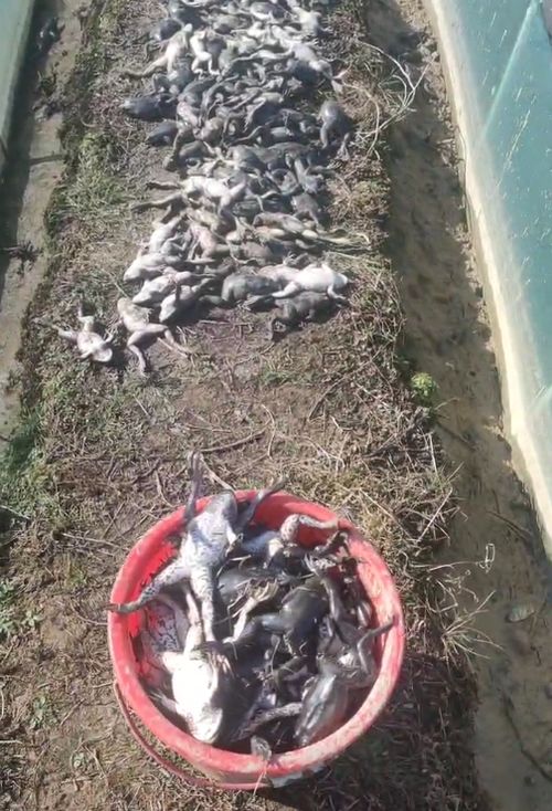 养殖户称40万斤牛蛙一夜死亡损失超200万,怀疑遭投毒,警方送检水样
