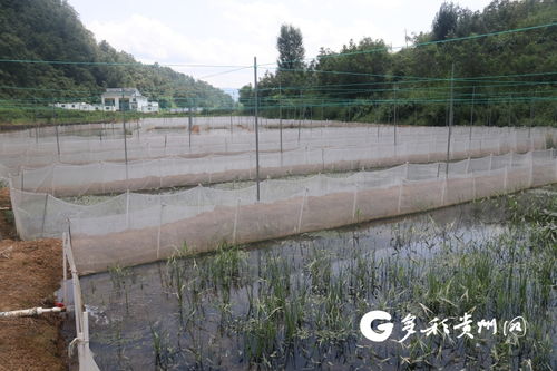 多彩贵州网 兴仁市发展牛蛙养殖 做活 水 文章