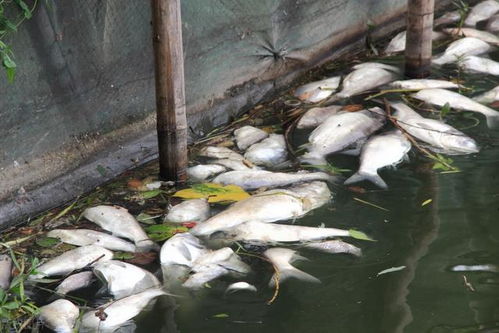 工厂排水导致农民养鱼死亡,可他们排污是合格的,还需要赔偿吗