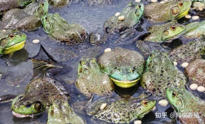 养殖牛蛙有哪些注意事项?