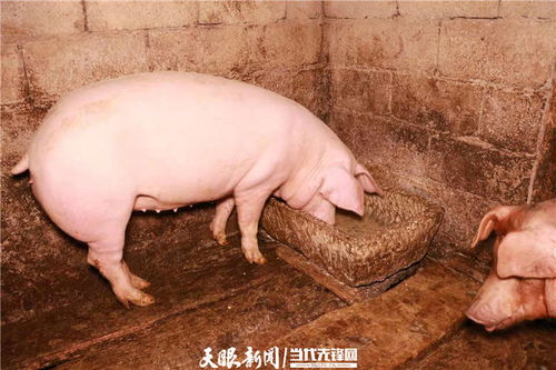 习水龙凤村 腊味飘香 促农增收