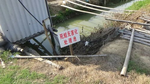 澄海某镇牛蛙养殖专项整治成效显著，责令拆除四家违规养殖场
