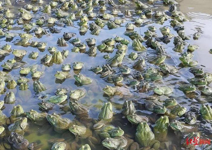 危险的牛蛙 美蛙餐馆检出兽药残留超标背后的养殖乱象