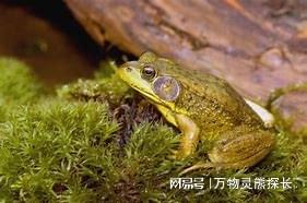 超市买到五条腿牛蛙 养殖变异问题与食用安全探讨