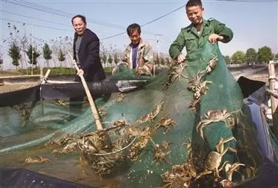 马鞍山上榜我省首批特色农产品优势区 牛蛙养殖产业展现强劲活力