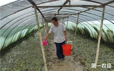 牛蛙养殖技术指南