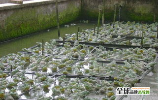 牛蛙养殖场的科学建设与高效管理