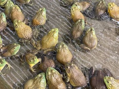 牛蛙养殖前景广阔，麦康森院士为产业发声