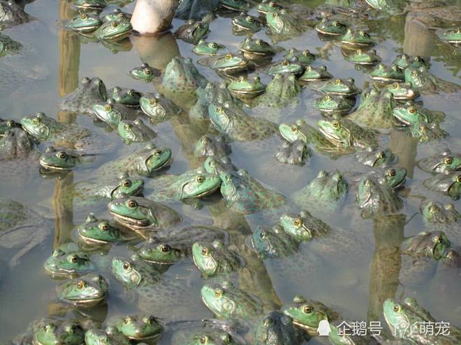 牛蛙 从生物入侵者到餐桌佳肴，一场因美味而逆转的命运