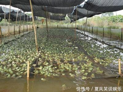 牛蛙养殖 禁养背后的风险与机遇