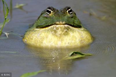 牛蛙的科学饲养与管理技术