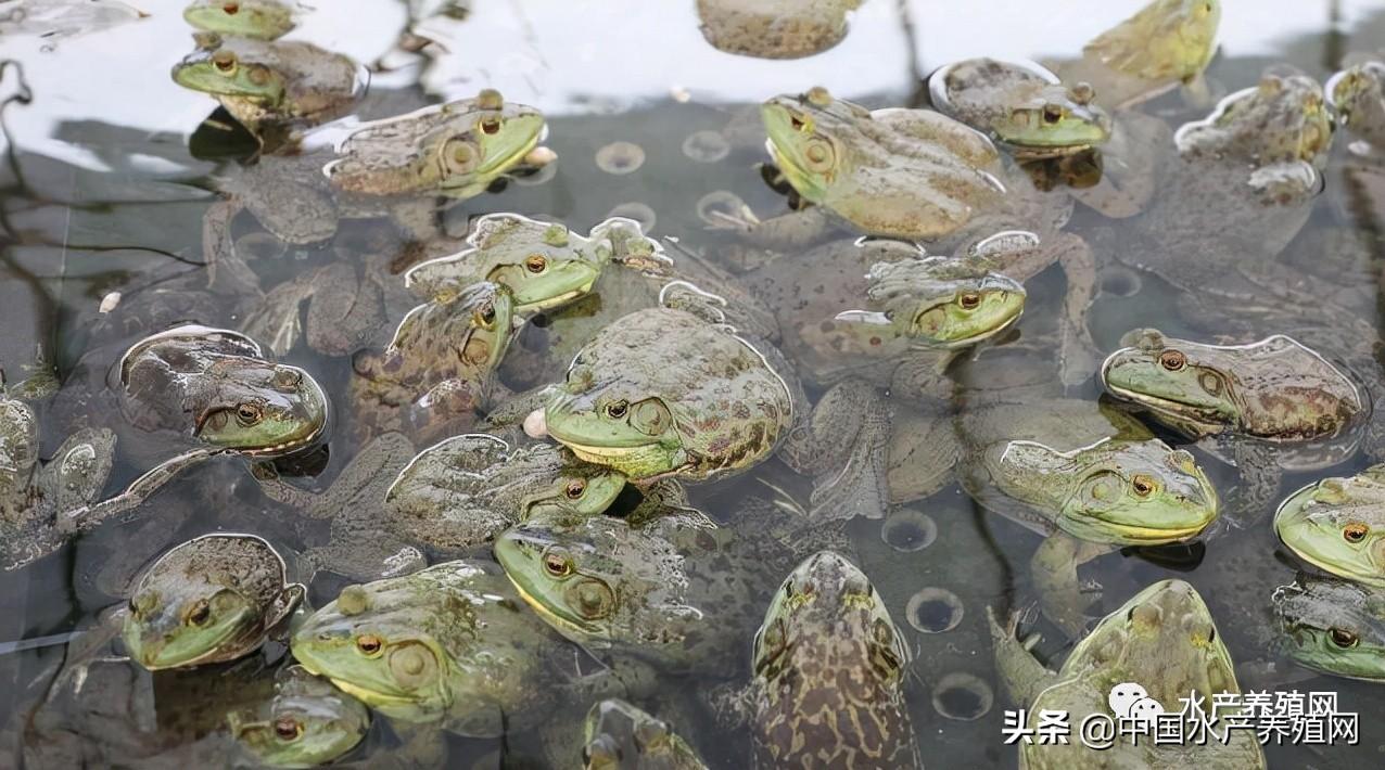 疫情之下牛蛙产业的困境与出路 抗生素超标与市场挑战的反思