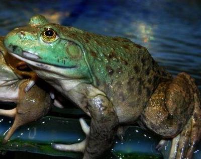 牛蛙养殖中胃肠炎的防治策略