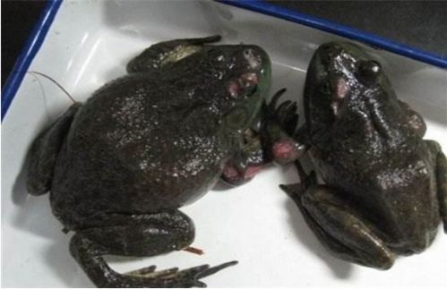 高温时期谨防牛蛙烂皮病 科学防控，减少养殖损失