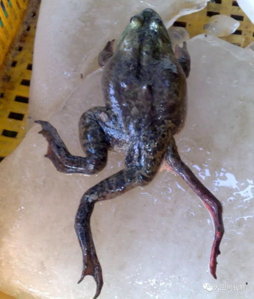 大田县全面禁止牛蛙养殖，保护生态环境成首要考量