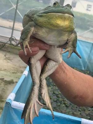 2023中国牛蛙美食文化节暨第三届牛蛙产业绿色发展大会将于广东韶关举办