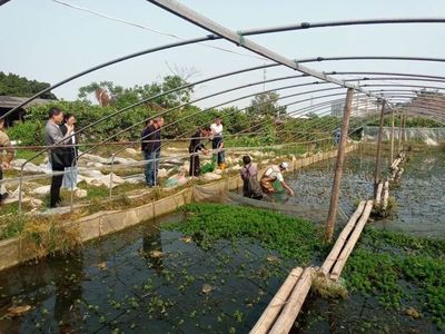 溪南五家牛蛙养殖户遭查处，现场没收牛蛙2618斤