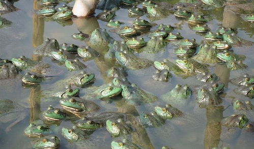 牛蛙养殖 从入侵物种到餐桌美食，撒药后的食用安全解析