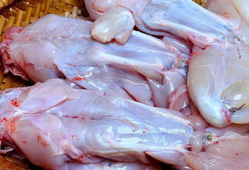 掌握这几点牛蛙养殖技术，操作简便，收获肥美牛蛙