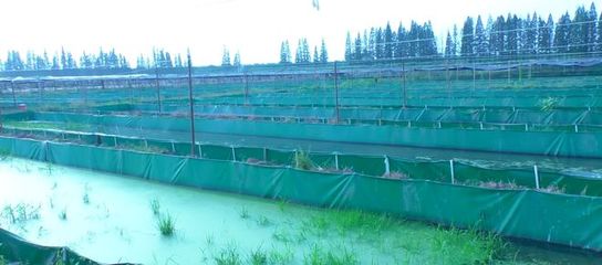 牛蛙养殖 是风口商机还是投资陷阱？